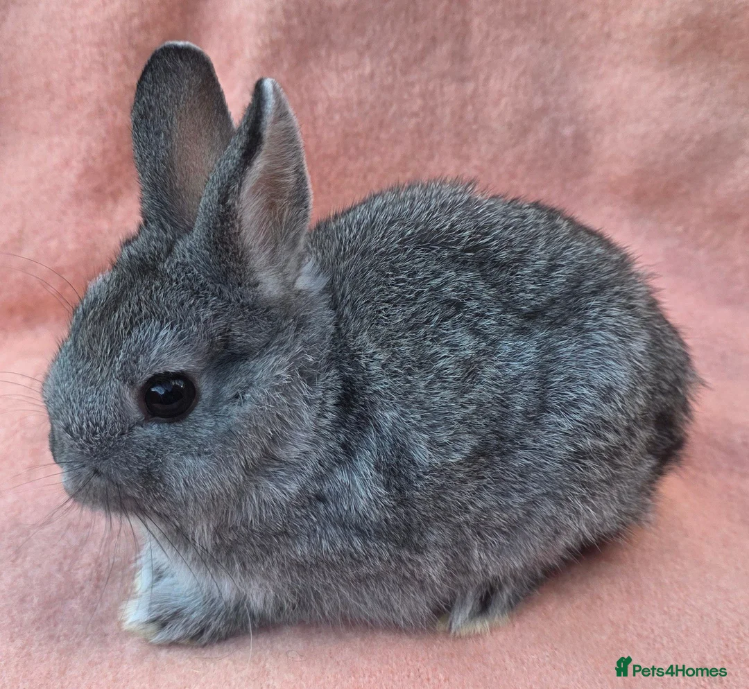 Lionhead rabbits for sale:  Netherland dwarf kits  in Hereford - Advert 11