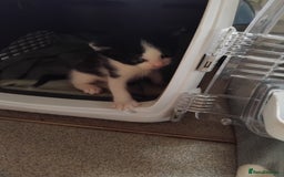 Mixed Breed cats for sale: Lovely Bengal x kittens for sale. - Advert 20