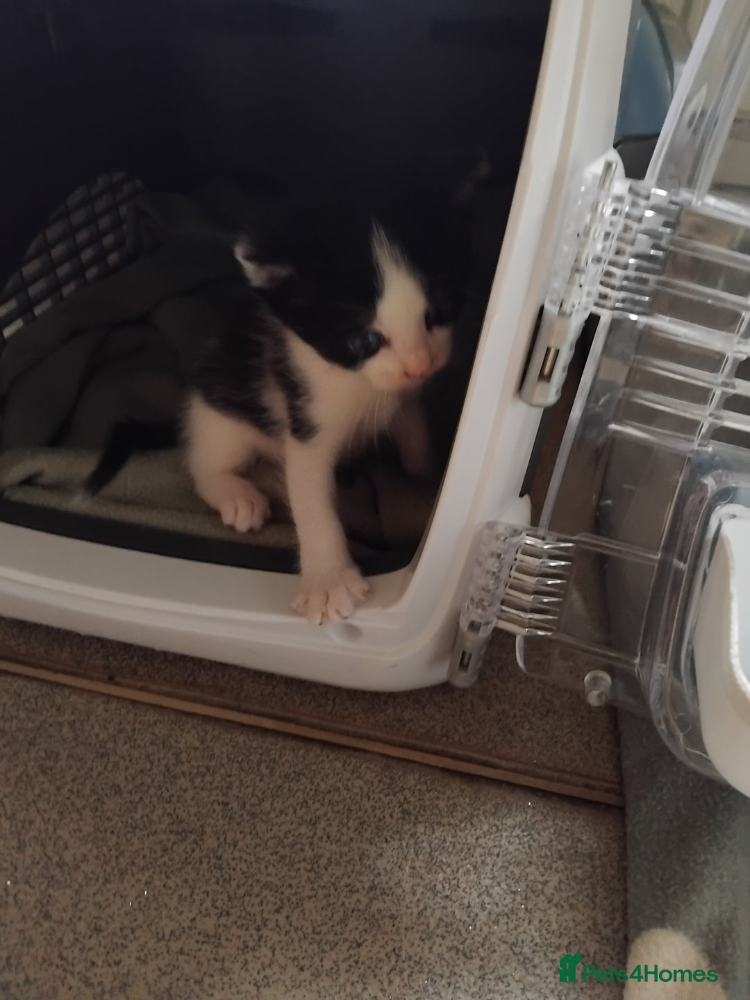 Mixed Breed cats for sale: Lovely Bengal x kittens for sale. - Advert 20