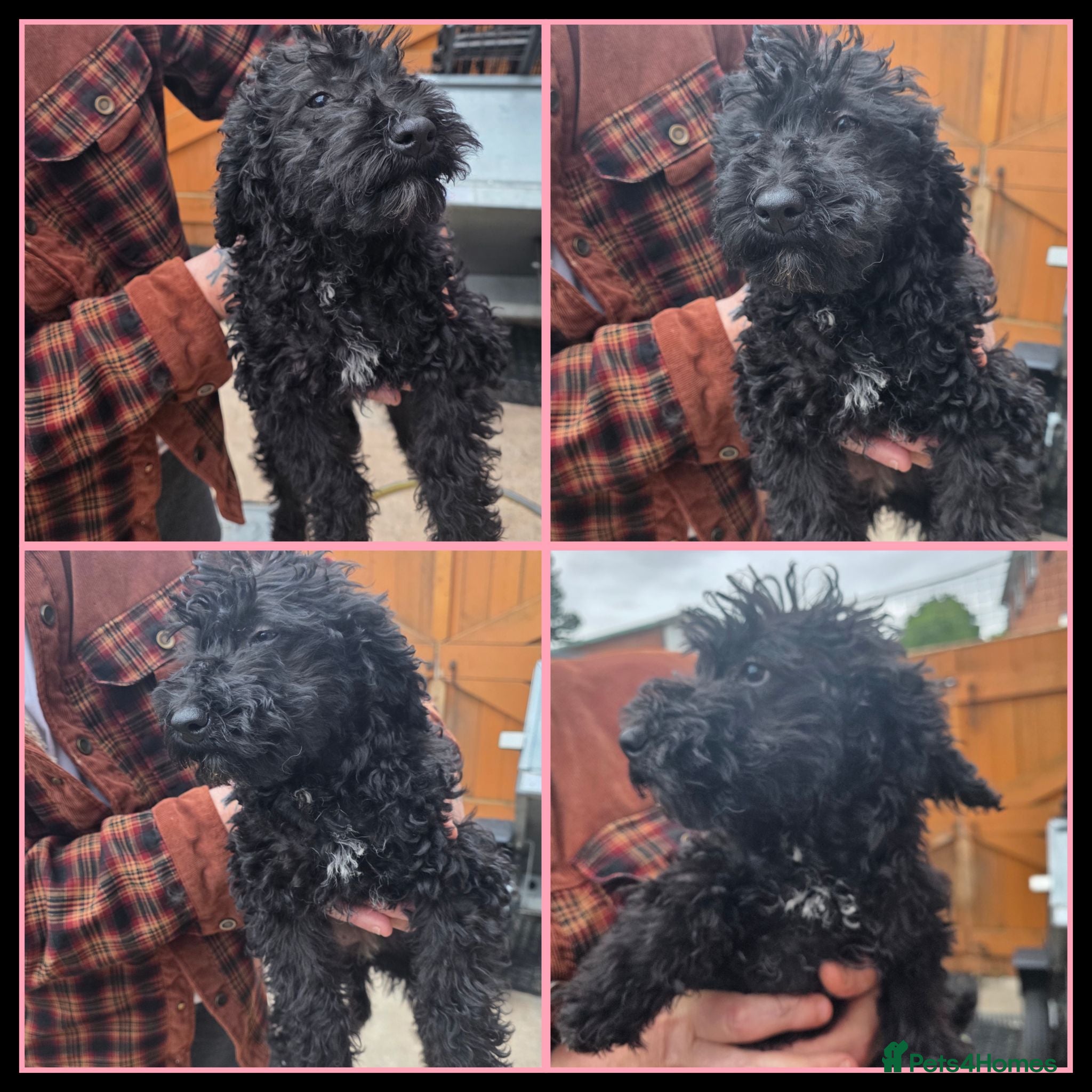 Labradoodle dogs 🐾 Reduced 🐾 Miniature Labradoodle x bedlington  - Advert 2