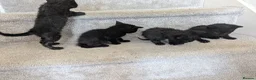 British Shorthair cats for sale: 4 black kittens  in Llanerchymedd - Advert 1