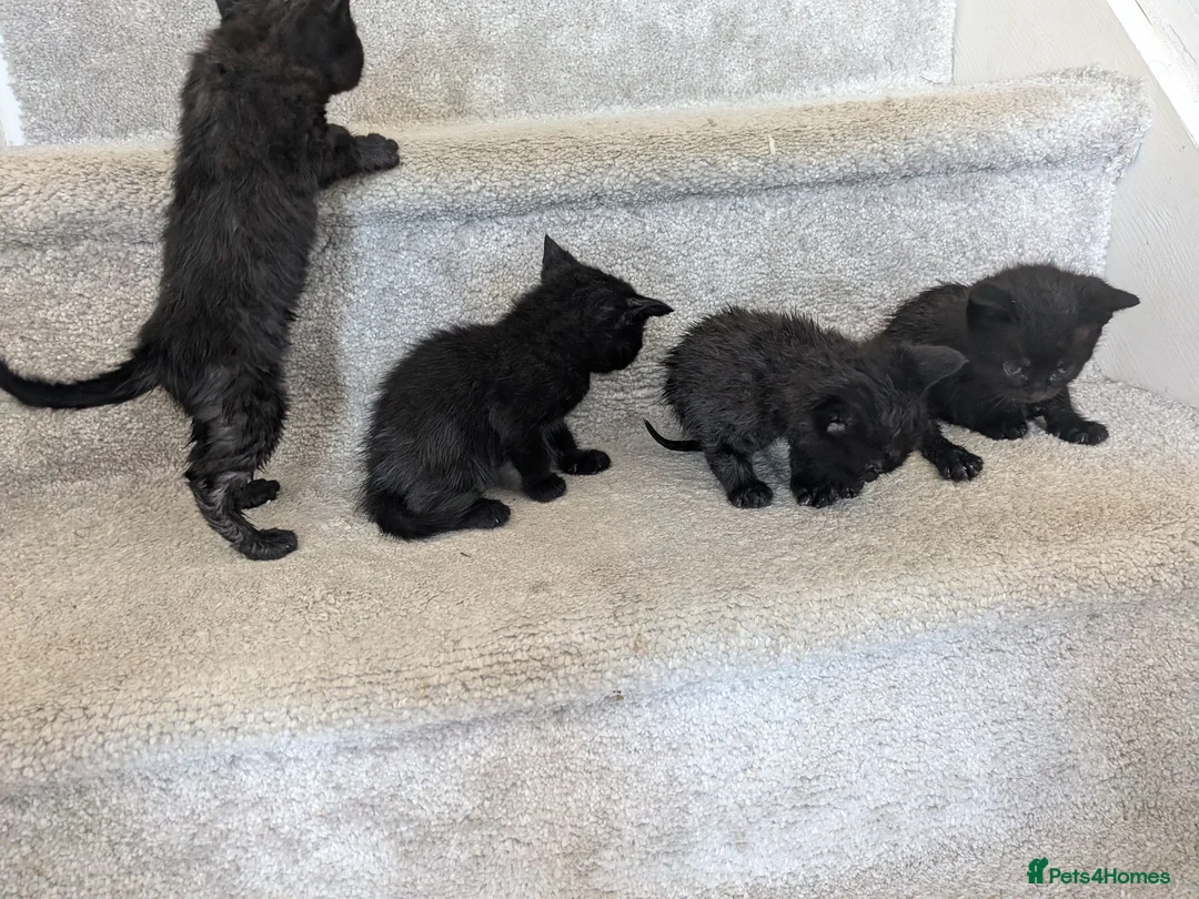 British Shorthair cats for sale: 4 black kittens  in Llanerchymedd - Advert 1