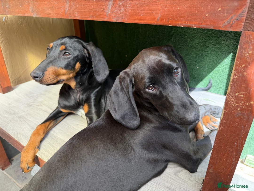 Mixed Breed dogs for adoption: Matilda: Dreaming of a family home with cats in Maidstone - Advert 2