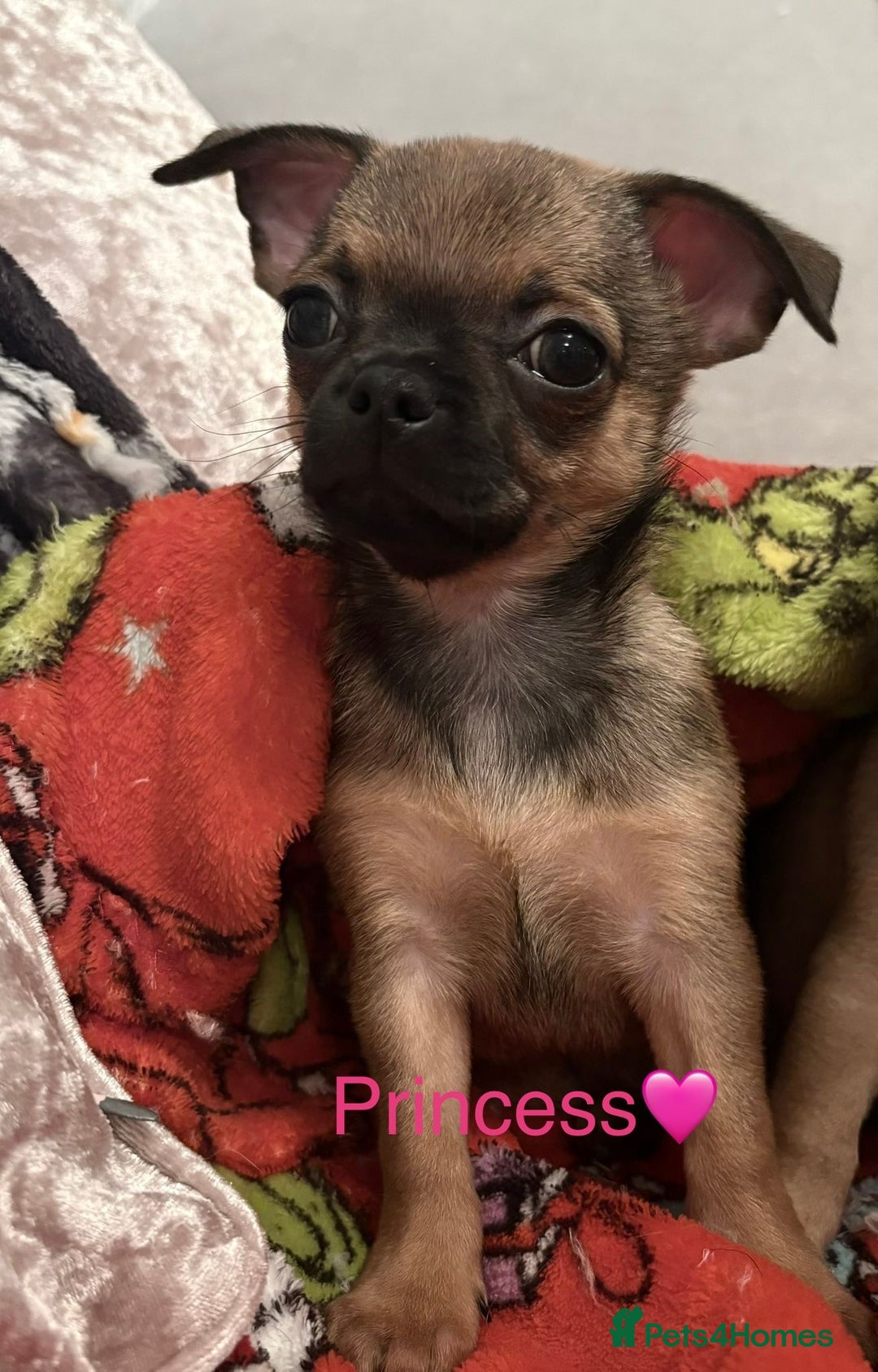 Chihuahua dogs for sale: Chihuahua Puppies  - Advert 5