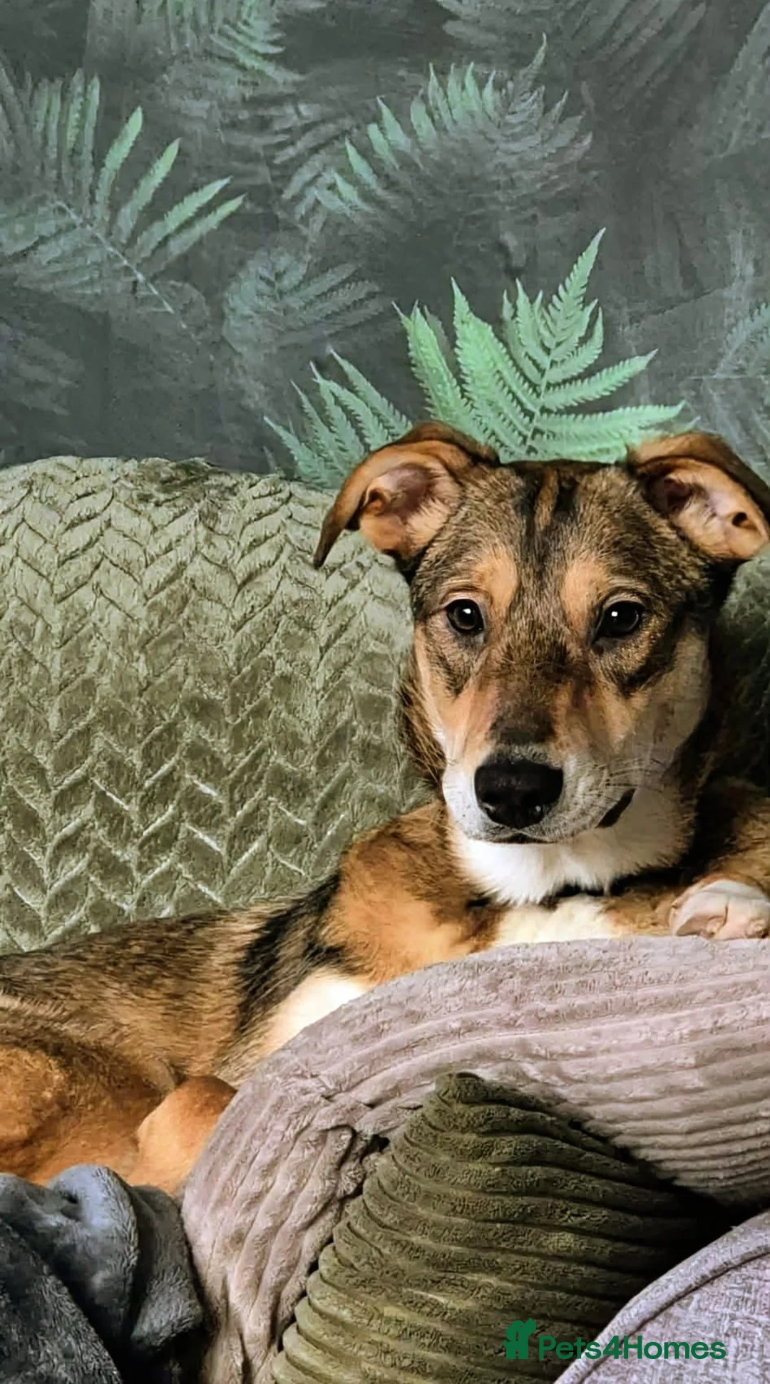 Mixed Breed dogs for adoption: URGENT:❤️DIANA❤️Social Loving 8 month old girl - Advert 10