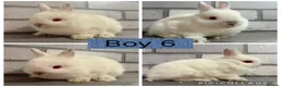 Netherland Dwarf rabbits for sale: Netherland Dwarf Baby Bunnies  - Advert 4