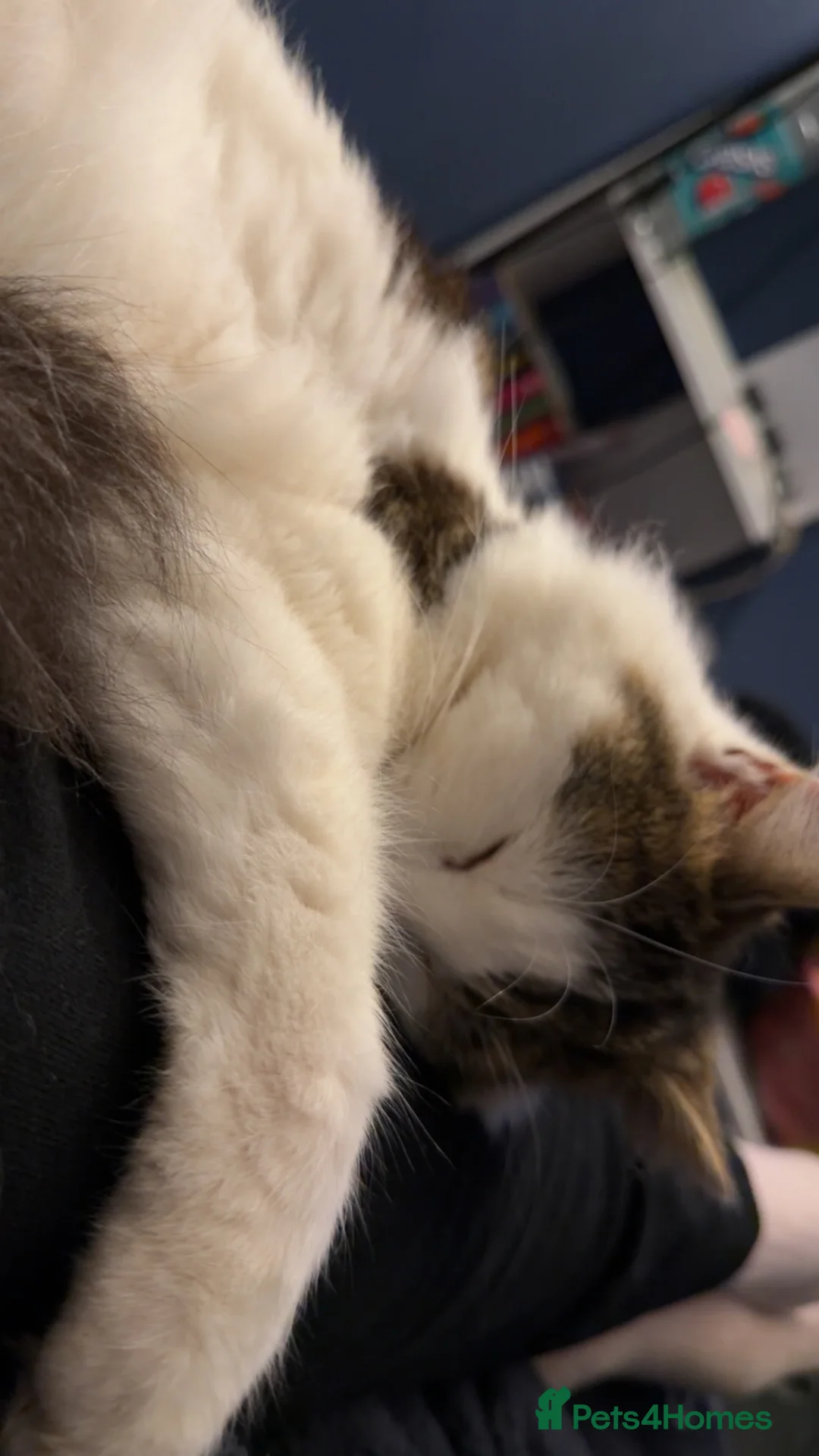 Mixed Breed cats for sale: Cat for sale - Advert 1