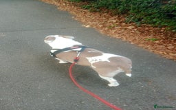 American Bully dogs for sale: EXOTIC MICRO POCKET BULLY!!! - Image 1