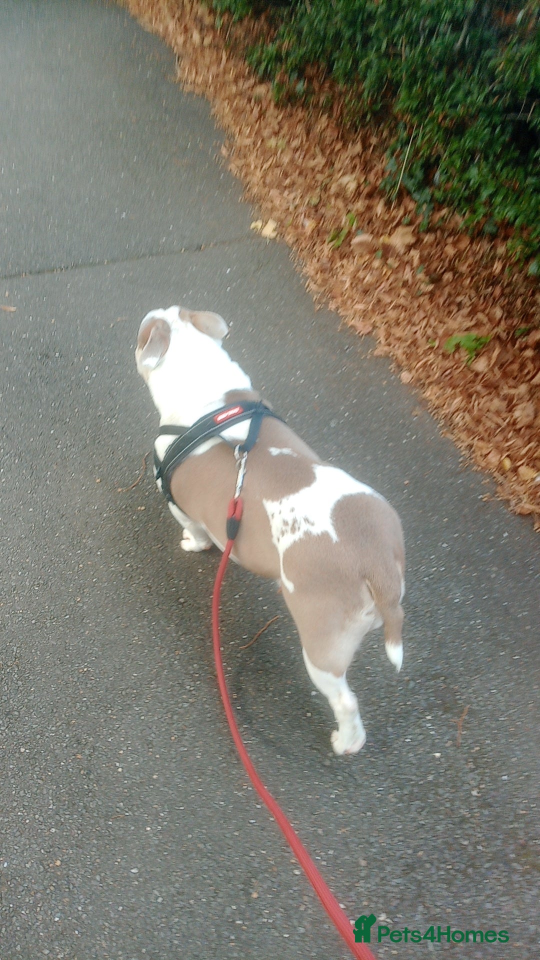 American Bully dogs for sale: EXOTIC MICRO POCKET BULLY!!! - Image 1