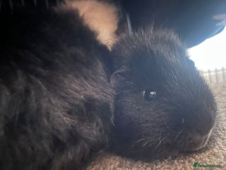 Guinea Pig rodents 2 male guinea pigs for sale - Advert 1