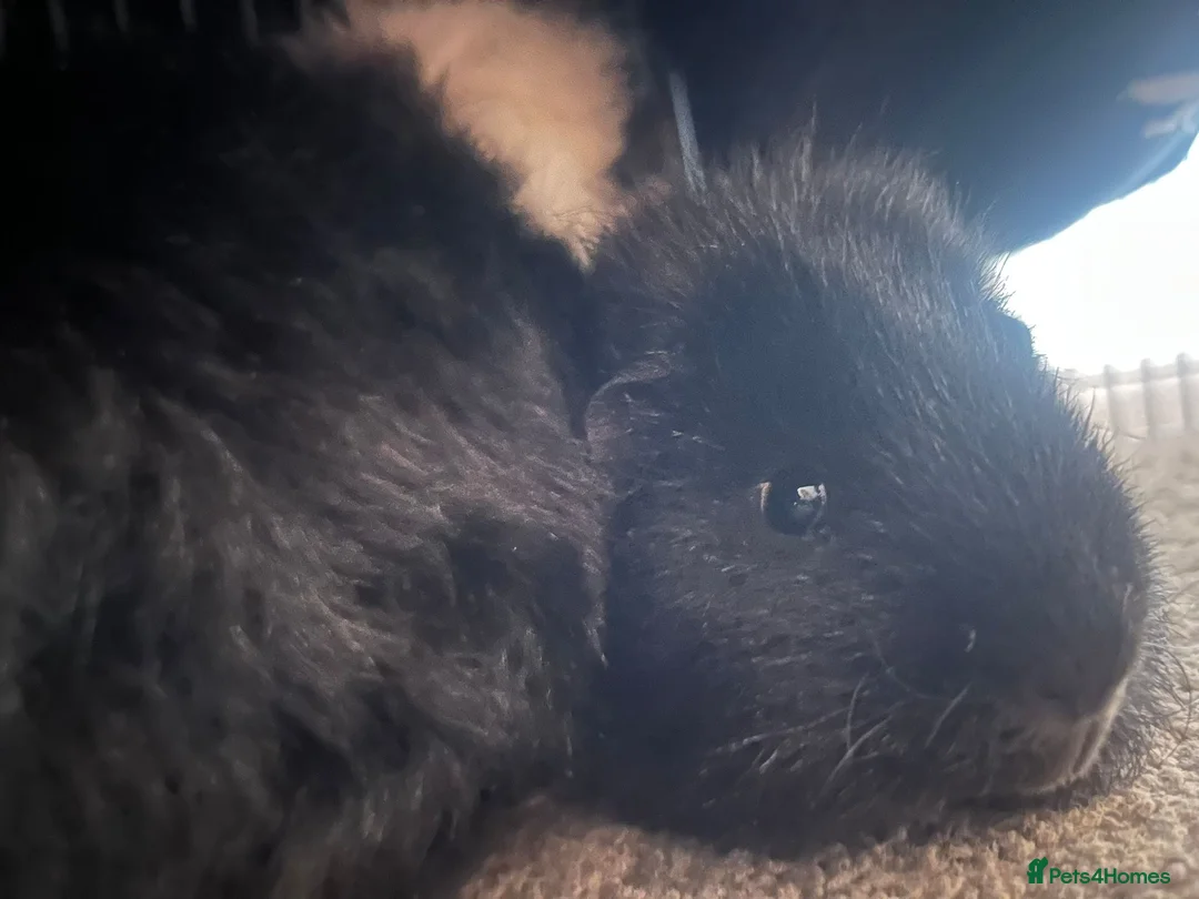 Guinea Pig rodents for sale: 2 male guinea pigs for sale - Advert 1