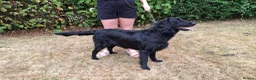 Mixed Breed dogs for sale: Flatcoated retriever x border collie puppies - Advert 9