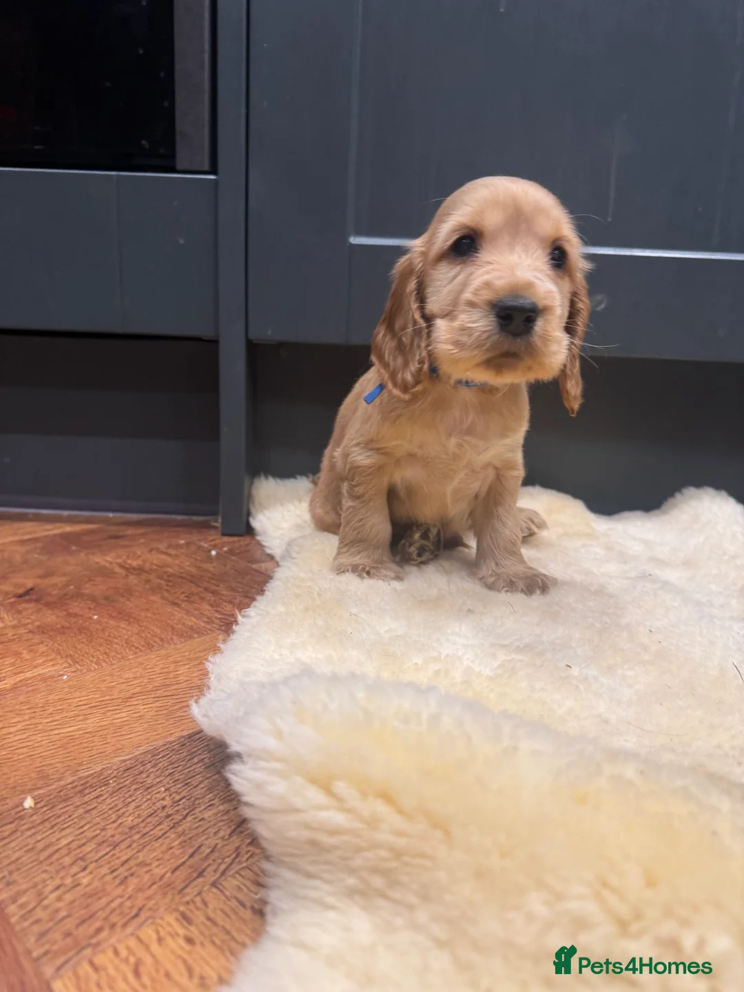 Cocker Spaniel dogs for sale: Gorgeous golden Show Cocker spaniel Litter  - Advert 8