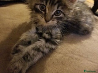 British Longhair cats Last girl remaining. Pretty long haired 7.5 weeks - Advert 1