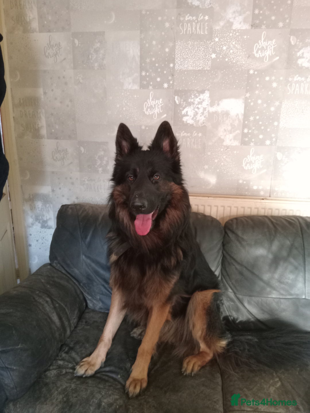 German Shepherd dogs for sale: Zeus  - Advert 2