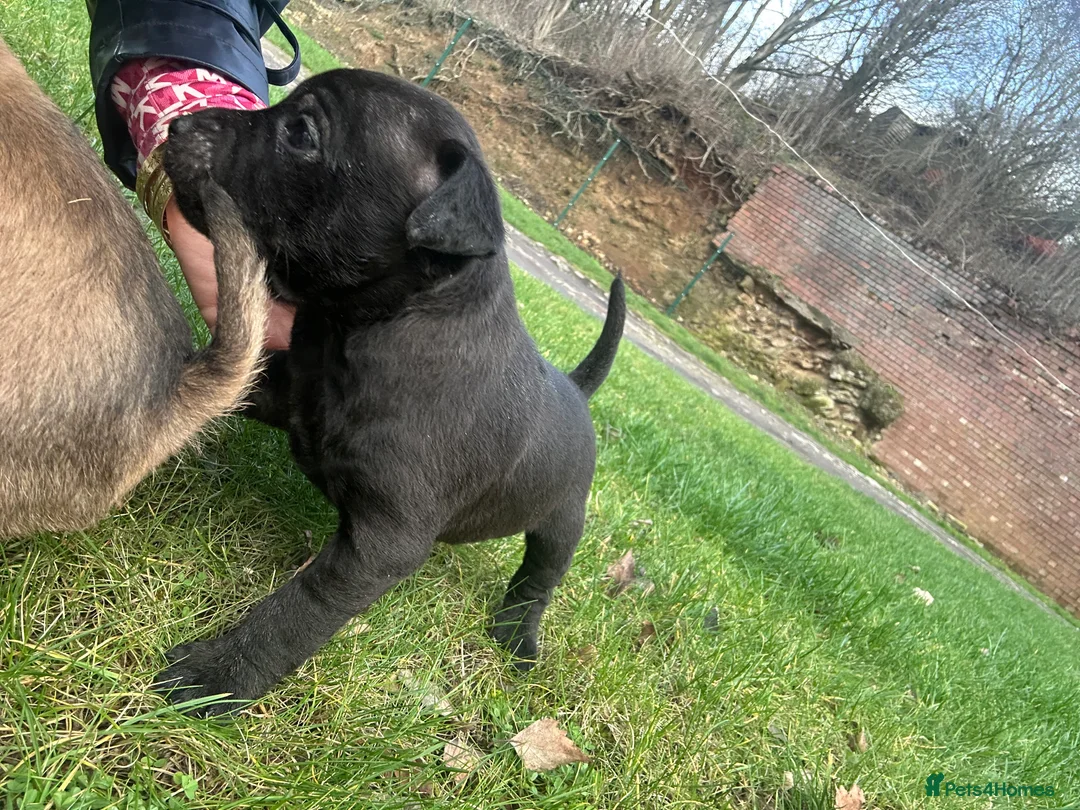 Patterdale Terrier dogs for sale: Stunning Patterdale pups  - Advert 3
