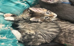 Ragcoon cats for sale: Ragcoon kittens Ready Now!  - Image 2