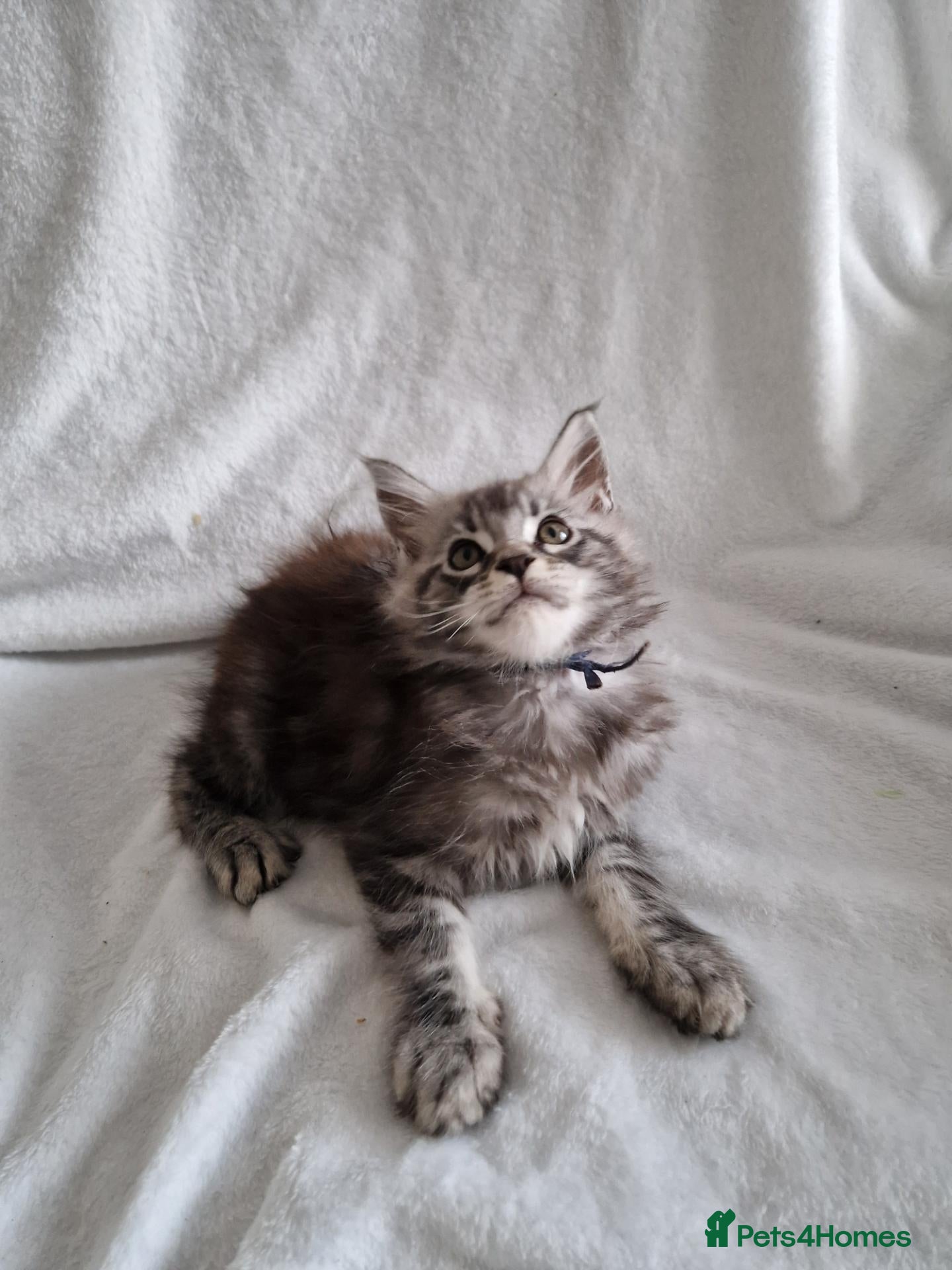 Maine Coon cats for sale: Gorgeous mainecoon kittens available  - Advert 8