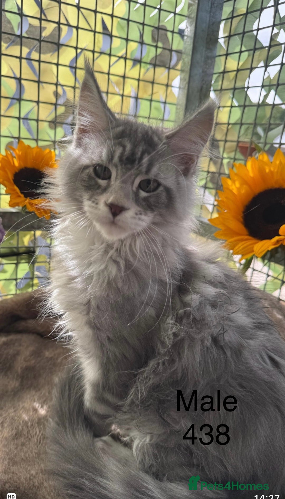 Maine Coon cats for sale: Registered GCCF Maine Coons - Image 6