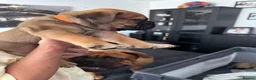 Bullmastiff dogs for sale: Bullmastiff Puppies Available - Advert 19