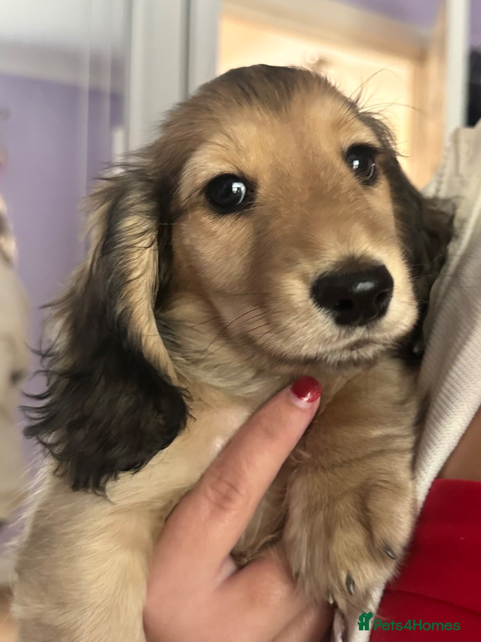 Miniature Dachshund dogs KC REG Miniature LH Dachshund puppies for sale  - Advert 1
