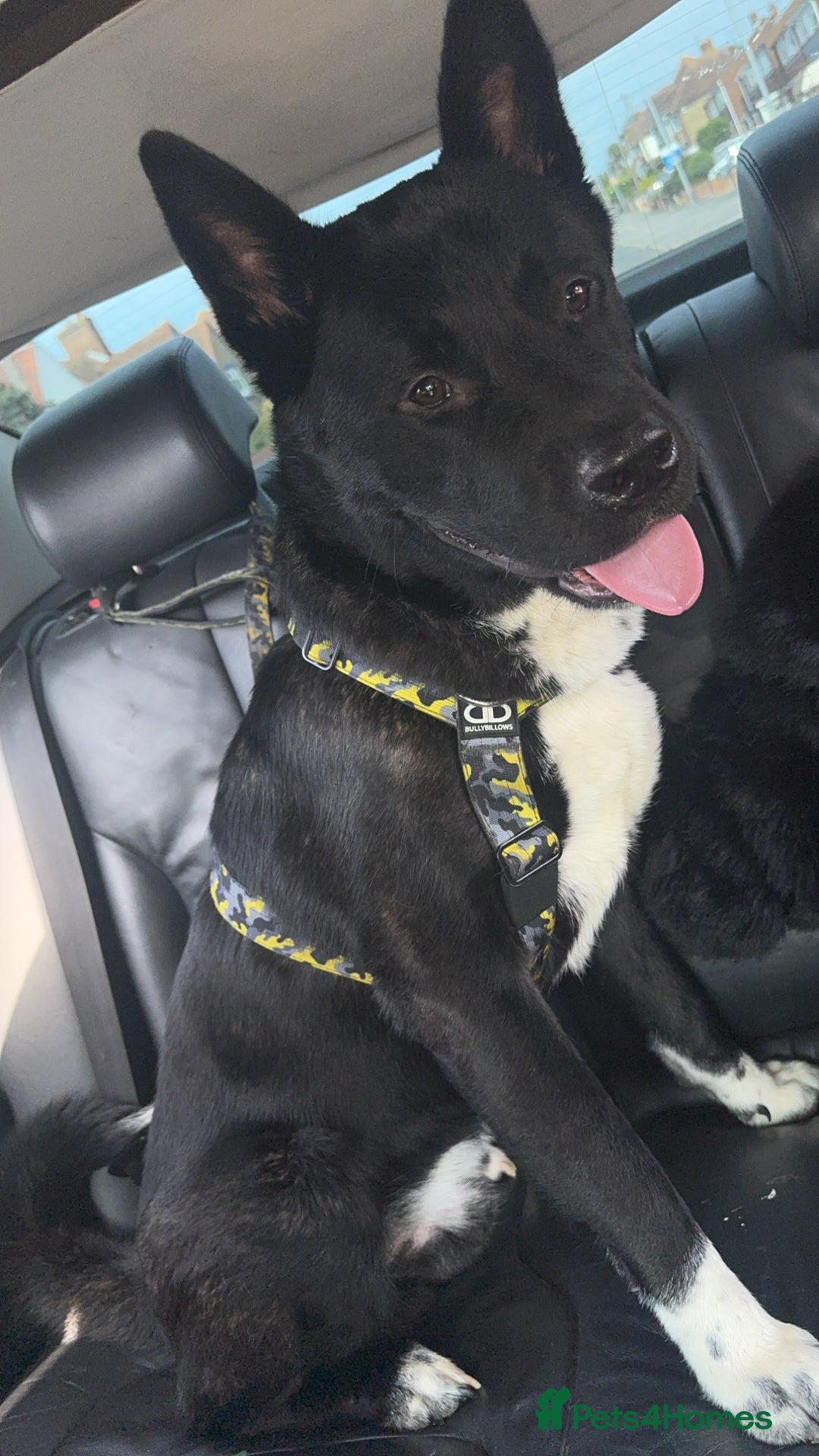 Akita dogs for sale: Akita male - Image 3