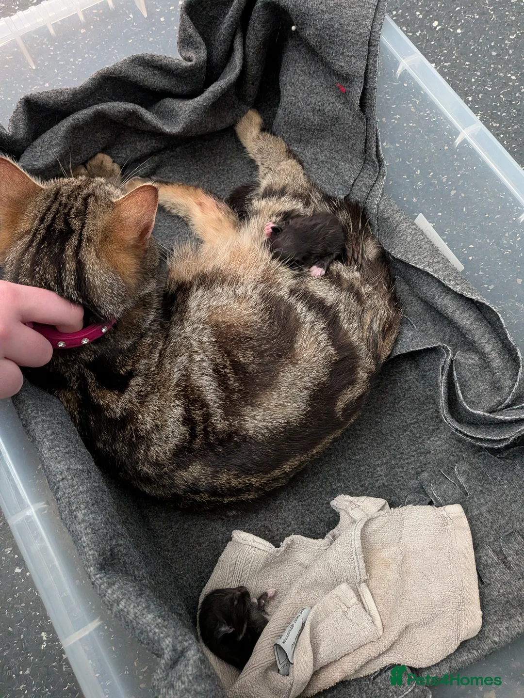 Mixed Breed cats for sale: Kittens  - Advert 2