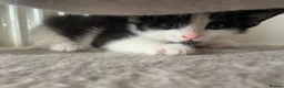 Mixed Breed cats for sale: 5 kittens  in Harlow - Advert 5