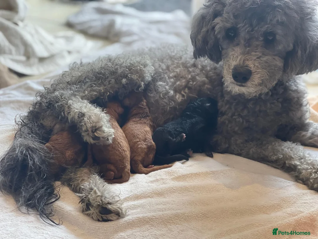 Miniature Poodle dogs for sale: miniature poodles  - Advert 1