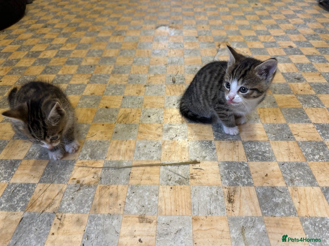 Bombay cats for sale: Kittens,1 girls  - Image 2