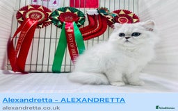 Persian cats for sale: Three Persian Chinchilla Kittens GCCF registered  - Image 13