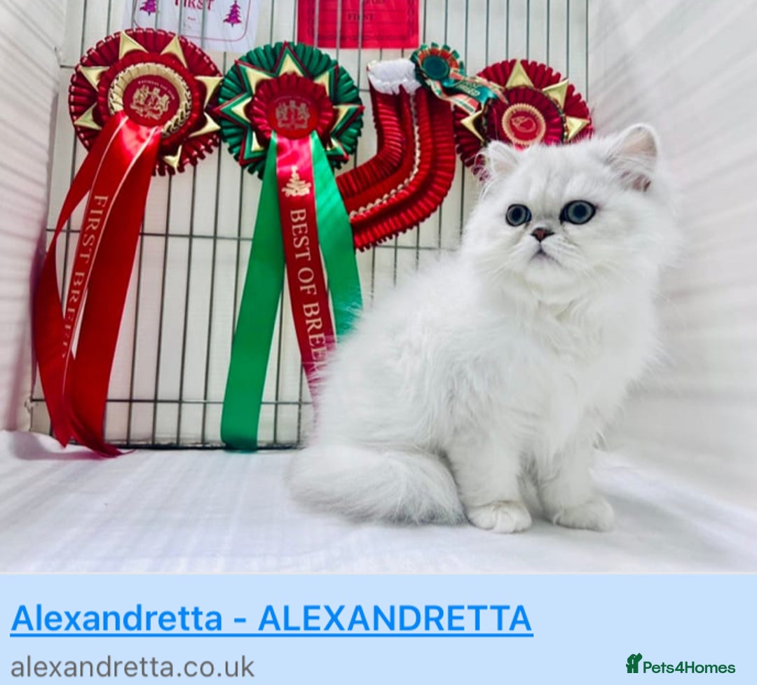 Persian cats for sale: Three Persian Chinchilla Kittens GCCF registered  - Image 13