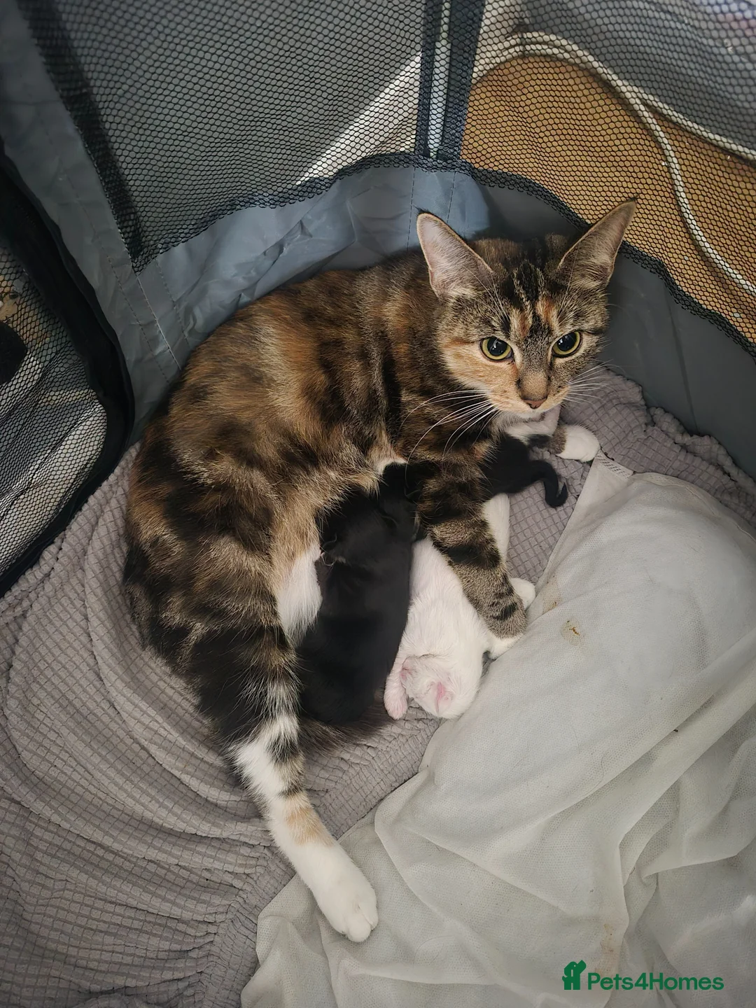 Turkish Angora cats for sale: Turkish angora kittens - Advert 1