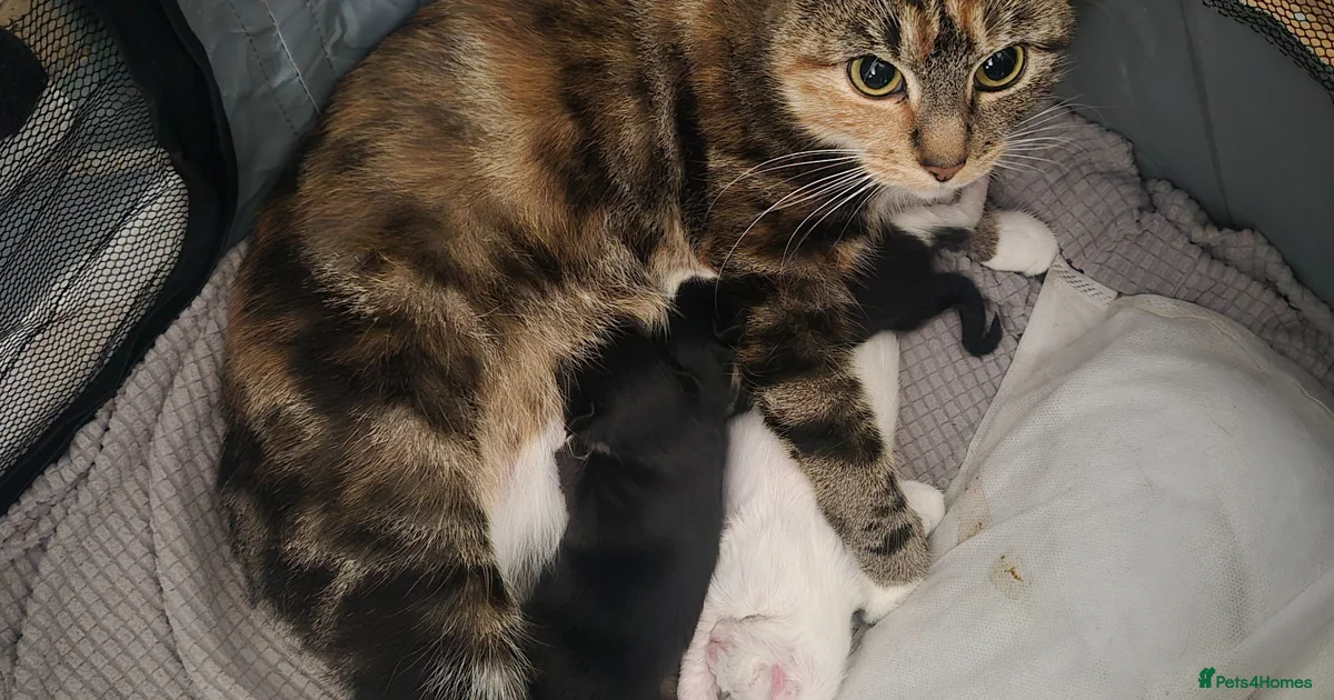 Turkish angora kittens for sale in Pinner | Pets4Homes