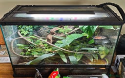 Gecko reptiles for sale: Crested gecko and setup - Image 5