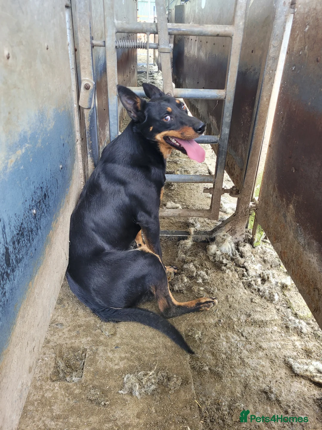 Mixed Breed dogs for sale: Collie cross Kelpie Puppies - Advert 2