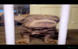 French Bulldog dogs for sale: Fluffy French bulldog New shade - Image 6