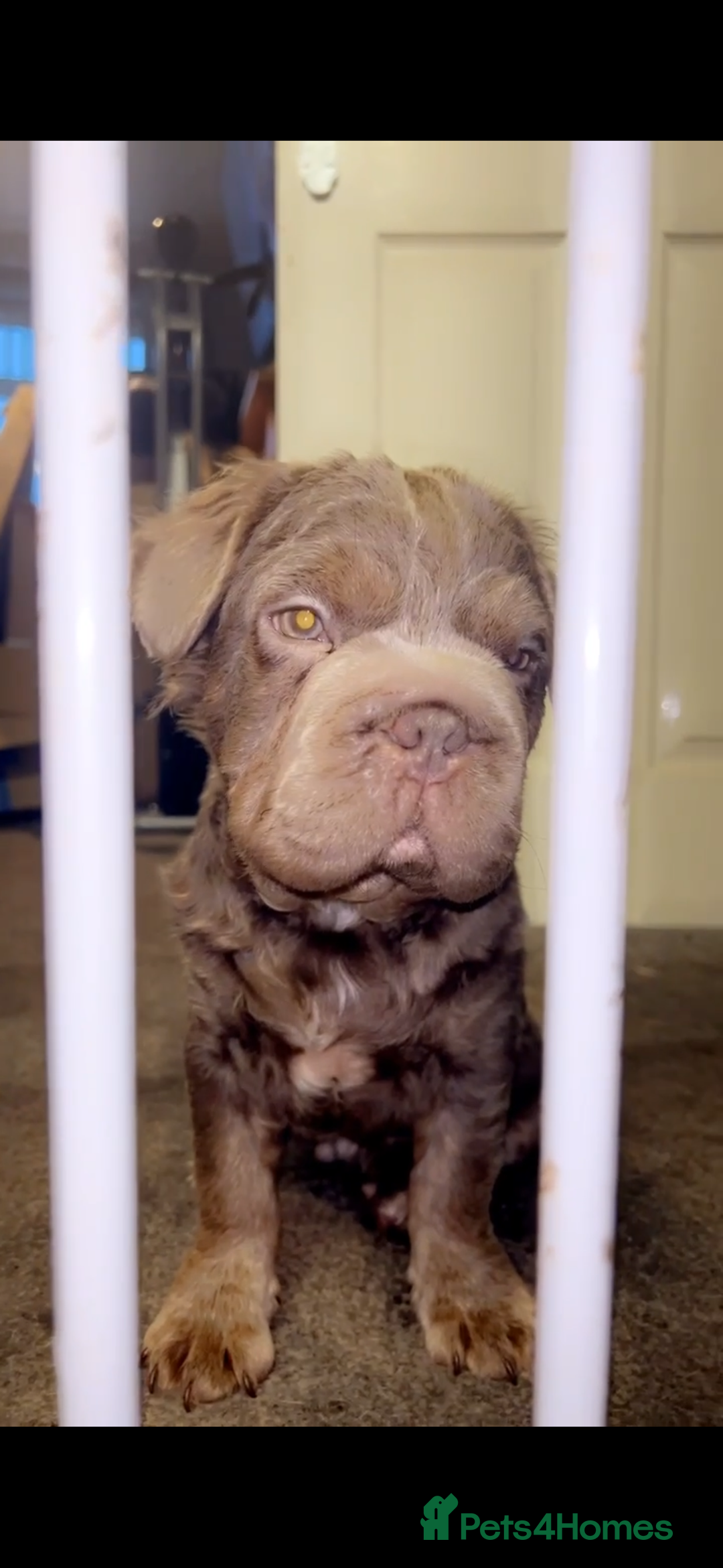 French Bulldog dogs for sale: Fluffy French bulldog New shade - Image 6