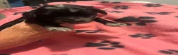 Cockapoo dogs for sale: Cockapoo Pups - Advert 6