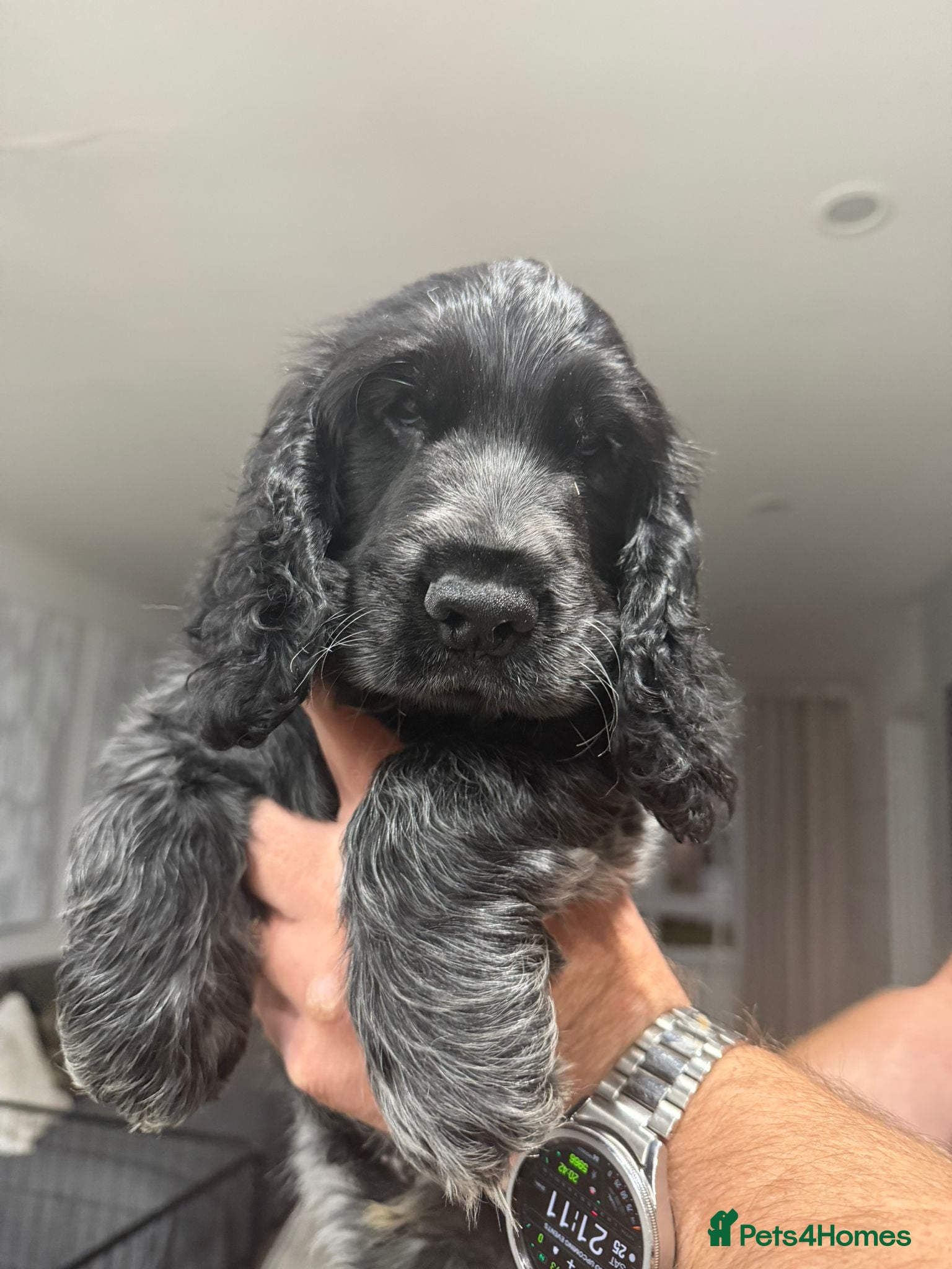 Cocker Spaniel dogs Beautiful Blue Roan Cocker Spaniel Puppy - Advert 2