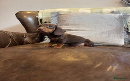 Miniature Dachshund dogs for sale: Miniature Dachshund Puppies  - Advert 5