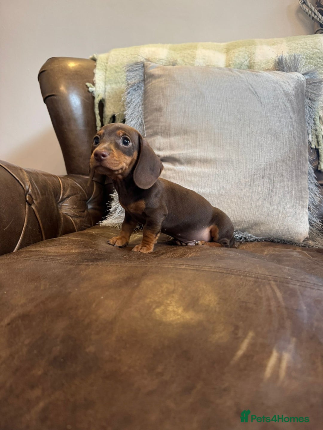 Miniature Dachshund dogs for sale: Miniature Dachshund Puppies  - Advert 5