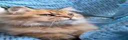 British Longhair cats for sale: British Longhair adorable golden kitten TICA - Advert 11