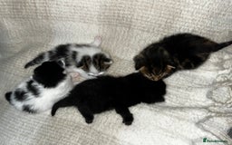 Mixed Breed cats for sale: 4 male kittens ready around 16/10!! - Image 10