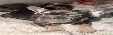 French Bulldog Puppy 5