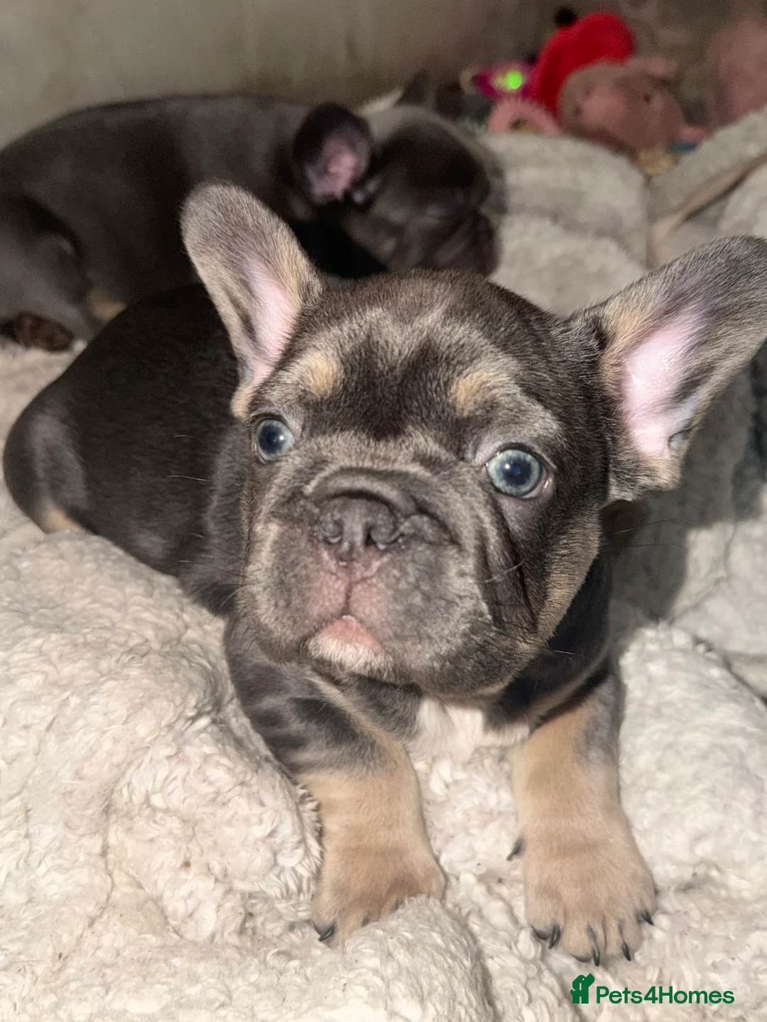 French Bulldog dogs for sale: 5 French bulldogs puppy’s  - Advert 13