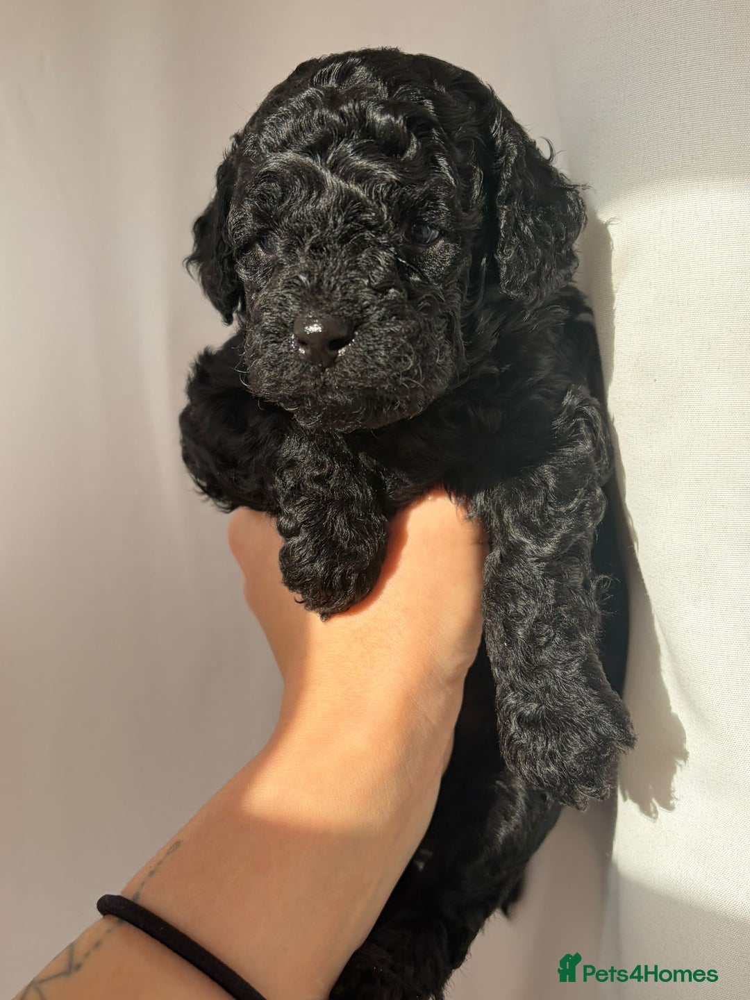 Cavapoo dogs for sale: READY TO LEAVE BLACK & WHITE TEDDY BEAR CAVAPOO - Advert 14