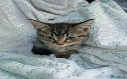 British Shorthair cats for sale:  Lovely 3 tabby male & 3 black female kittens. - Image 2