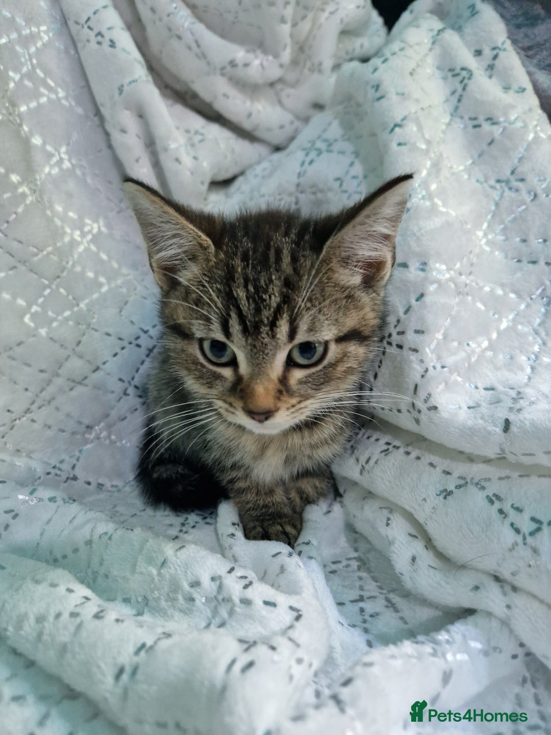 British Shorthair cats for sale:  Lovely 3 tabby male & 3 black female kittens. - Image 2