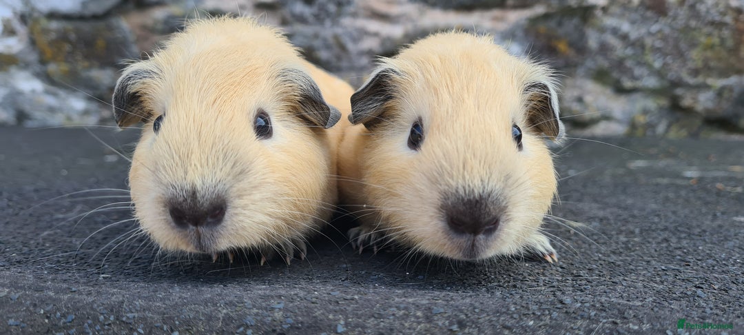 Guinea Pig rodents for sale: Californian Guinea pigs - Image 7